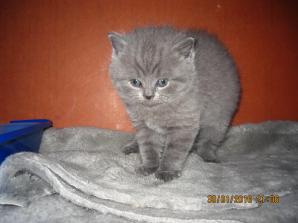 Британские котята (Фото)