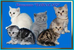 ���������� ������ � ����������� ����� �� ��������� Daryacats (����)