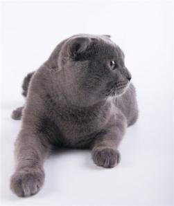 Шотландский вислоухий кот приглашает на вязку (Фото)