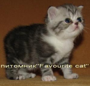 Экзотические плюшевые котята (Фото)