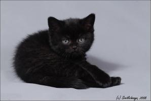 Продается черный британский котенок. Вязки (Фото)