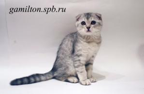 Британские котята, шотландские вислоухие котята Скоттиш Фолд (Фото)