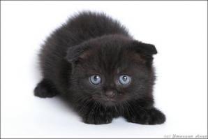 ������� ������ ���������"sweettoy" (����)