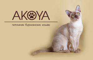���������� ������ �� ��������� Akoya (����)