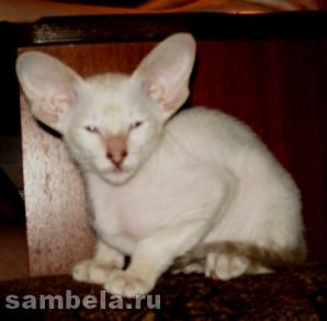 �������� "Sambela" ���������� ����� ������������ ������ (����)