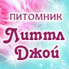 Питомник Шотландских вислоухих кошек "Литтл Джой" (Фото)