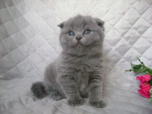 Шотландские вислоухие и прямоухие котята (Фото)