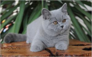 Продаются британские короткошерстные котята (Фото)