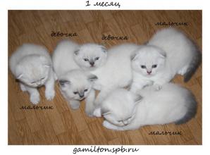 Шотландские прямоухие и вислоухие котята Скоотш Фолд и Страйт (Фото)