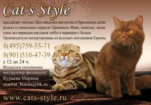 Британские котята редчайшего окраса Циннамон (Фото)
