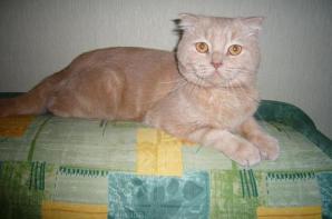 Предлагаю для вязки шотландского вислоухого кота (Фото)