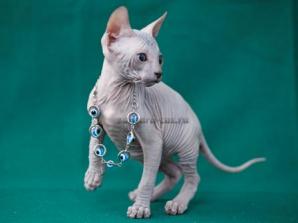 Бесшерстные котята породы Донской сфинкс (Фото)