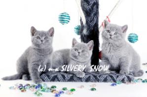 Голубые британские котята. Питомник Silvery Snow (Фото)