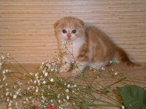 Клубные шотландские котята. (Фото)