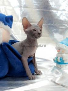 Донские сфинксы – котики (Фото)