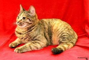 Чудесная кошечка-котенок Морошка ищет добрых хозяев. (Фото)