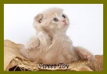 ������� ������ ���������"sweettoy" (����)