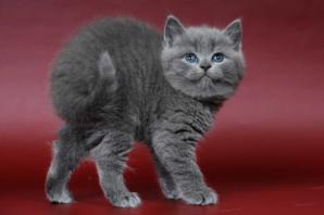 ������� ������ ���������"sweettoy" (����)