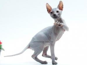Великолепные донские сфинксы с документами. М. Тушинская (Фото)