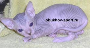 Котята породы Донской сфинкс(голые) (Фото)
