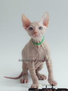 Бесшерстные котята - Донские сфинксы (Фото)