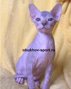Котята породы Донской Сфинкс-девочка (Фото)