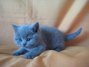 Британские котята. Питомник Ольги Барсуковой (Фото)