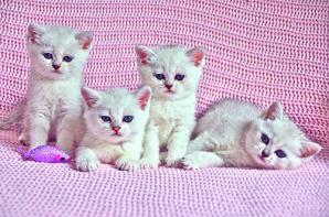 Продаются котята британской шиншиловой (Фото)