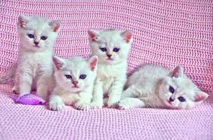 Британские котята - окраса серебристая шиншилла (Фото)