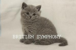 Продаются британские котята. Питомник "British Symphony" (Фото)