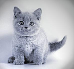 Британские котята (Фото)