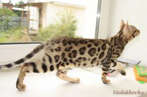 ����������� ������ �������� "Malakhovka" (����)