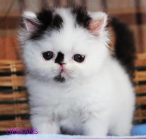 ���������� ����� ������ (����)