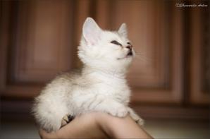 Красивый котенок в дар (Фото)