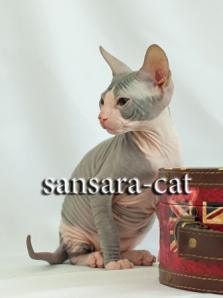 Ручные котята Донской сфинкс заботливому хозяину (Фото)