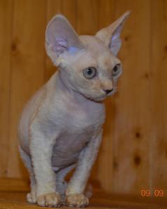 Породистые котята породы девон рекс (Фото)