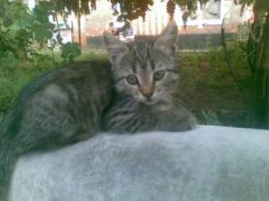 Игривые котята ищут дом (Фото)
