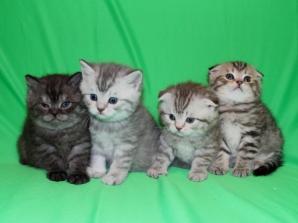 Шотландские вислоухие котята ArtsFamily Помёт П (Фото)