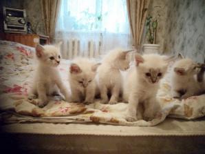Котята породы Невская Маскарадная (Сибирская) (Фото)