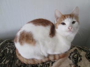 Бездомные котята и кошки в добрые руки (Фото)