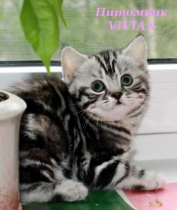 ���������� ��������� ������ �� ��������� VIVIAN (����)