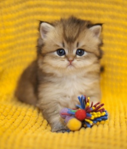 Британская длинношерстная кошка (котята) (Фото)