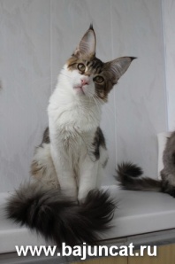 Котята мейн-кун из питомника (Фото)