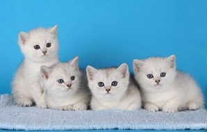 Продажа элитных британских котят в Чехии (Фото)
