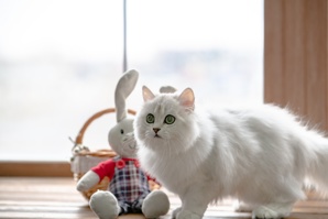 Британский котенок (Фото)