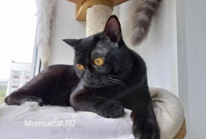 ���������� ������, �������� Murmurcat ������ (����)