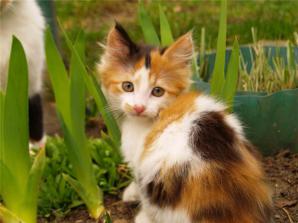 Котята бесплатно в добрые руки. Рыжие, чёрные, белые, метисы в дар (Фото)