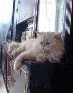 Отдам в добрые руки персидскую кошку окраса шиншила (Фото)