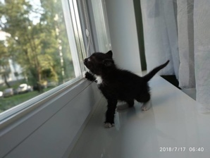 Которебёнок ищет дом (Фото)