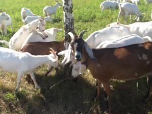 Продаются нубийские и зааненские козлики (мачос). (Фото)